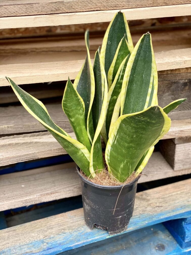 Zdjęcie rośliny Sansevieria trifasciata Black Gold, ujęcie 1