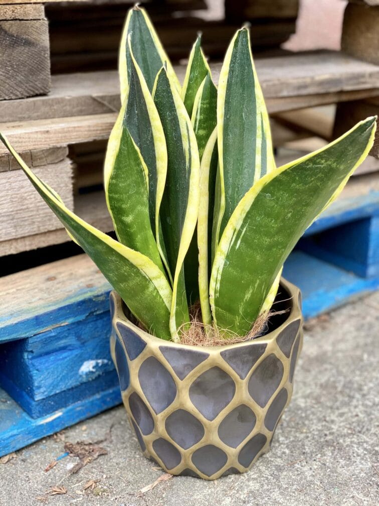 Zdjęcie rośliny Sansevieria trifasciata Black Gold, ujęcie 2