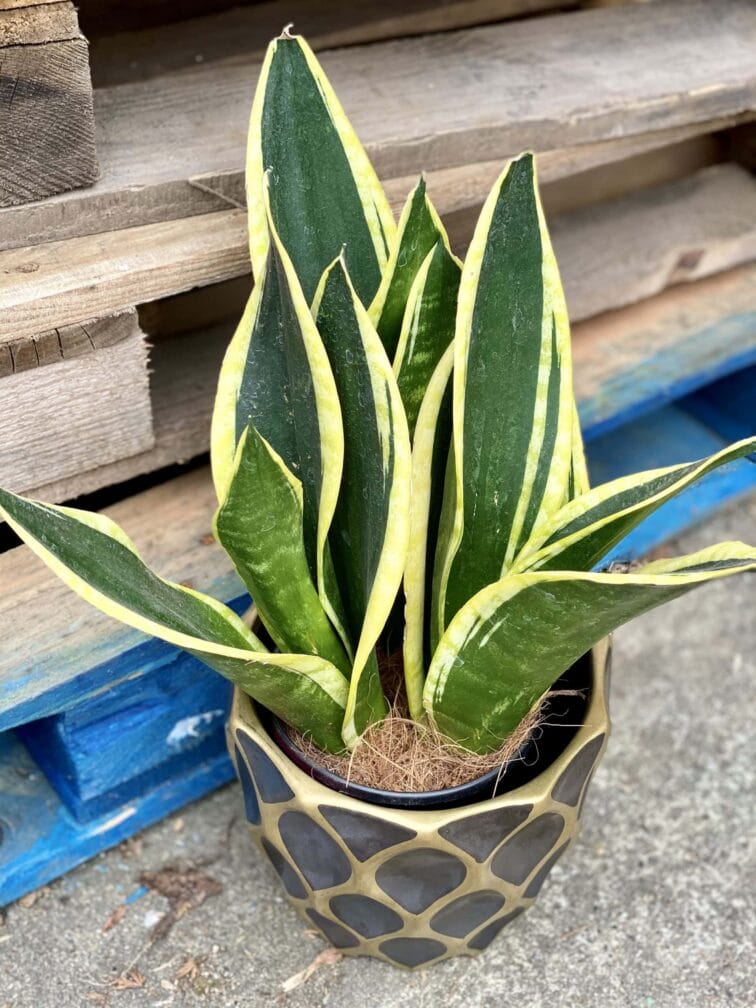 Zdjęcie rośliny Sansevieria trifasciata Black Gold, ujęcie 3