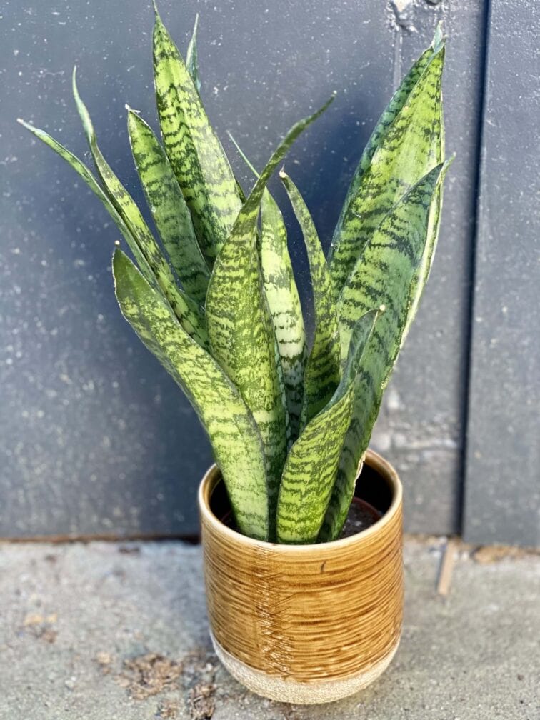 Zdjęcie rośliny Sansevieria Zeylanica, ujęcie 1