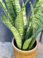 Zdjęcie rośliny Sansevieria Zeylanica, ujęcie 2