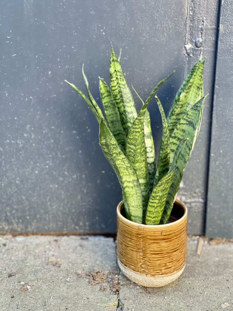 Zdjęcie rośliny Sansevieria Zeylanica, ujęcie 3
