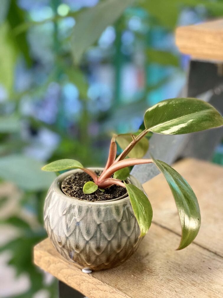 Zdjęcie doniczki lub oslonki: Stalaktyk Grey 6x7&nbsp;cm, ujęcie 2