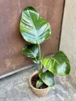 Zdjęcie rośliny Strelitzia nicolai variegata nr 2, ujęcie 1