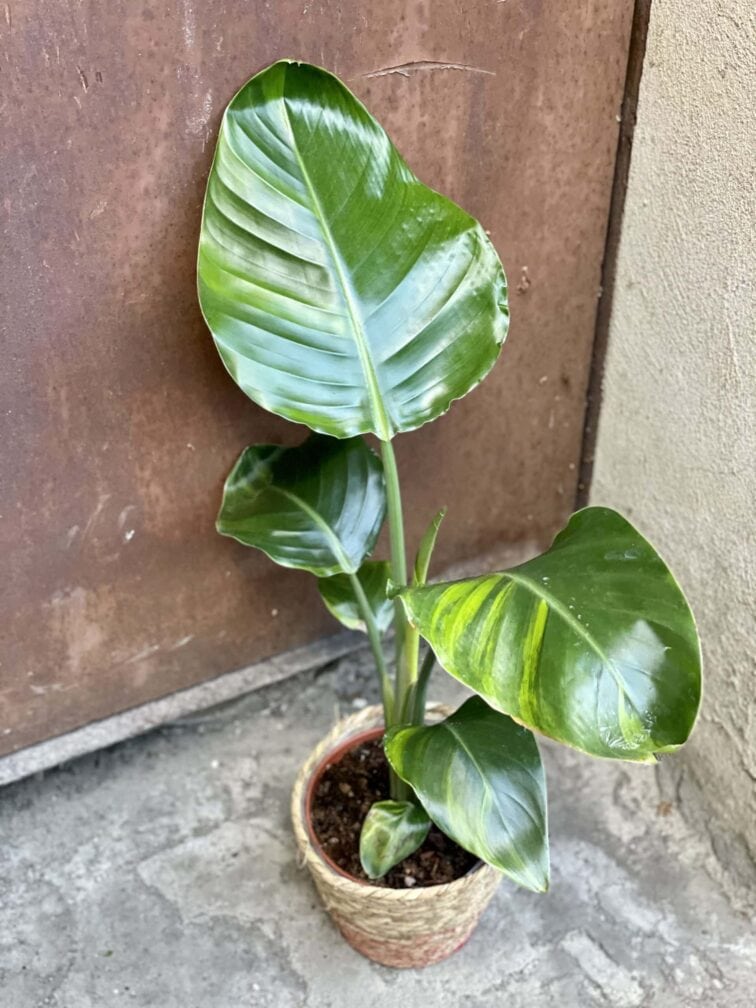 Zdjęcie rośliny Strelitzia nicolai variegata nr 2, ujęcie 1
