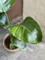 Zdjęcie rośliny Strelitzia nicolai variegata nr 2, ujęcie 2
