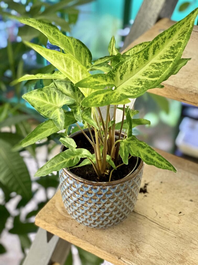 syngonium-angustatum_12x30-1_1616850359.jpg Zdjęcie rośliny Syngonium angustatum, ujęcie 1