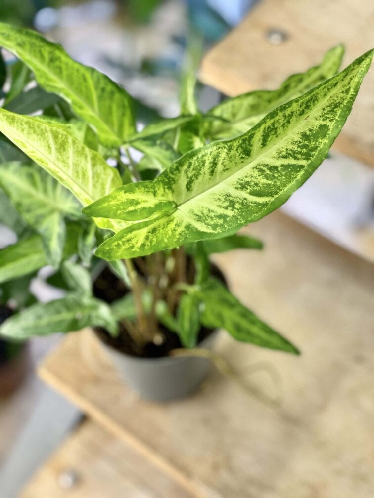 Zdjęcie rośliny Syngonium angustatum, ujęcie 2
