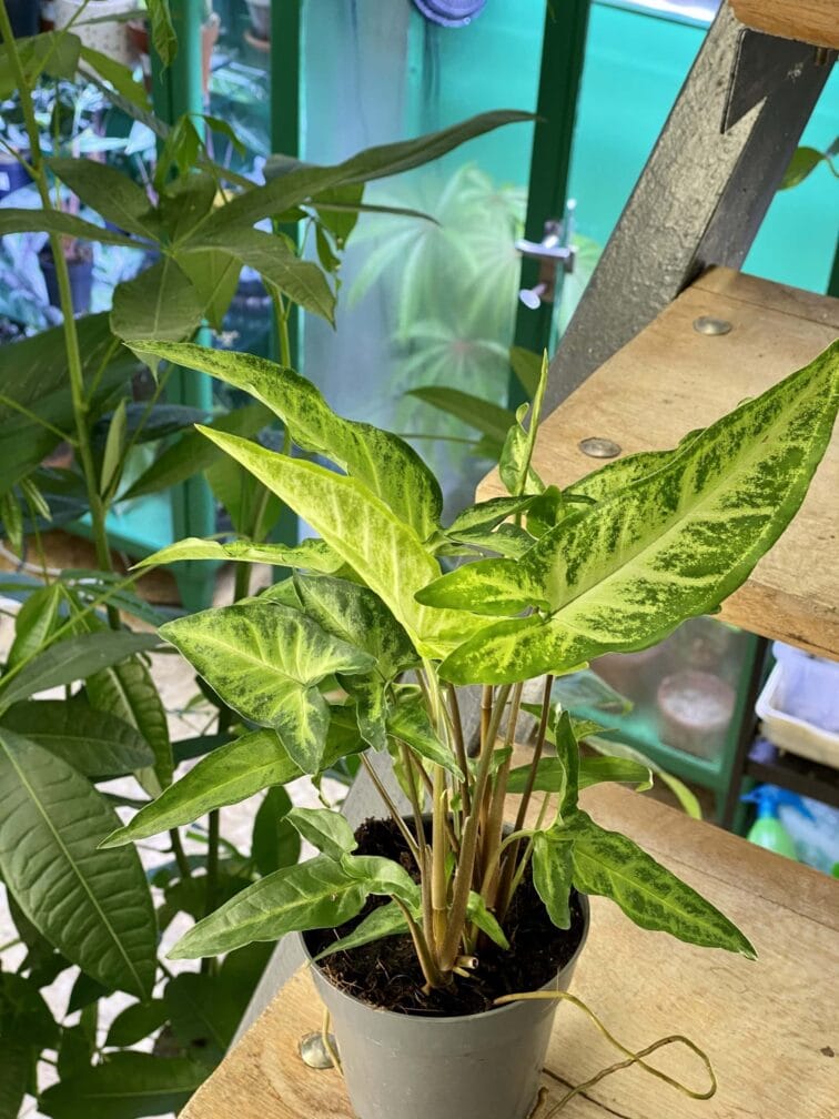 Zdjęcie rośliny Syngonium angustatum, ujęcie 3