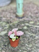 Zdjęcie rośliny Syngonium Neon Robusta, ujęcie 2
