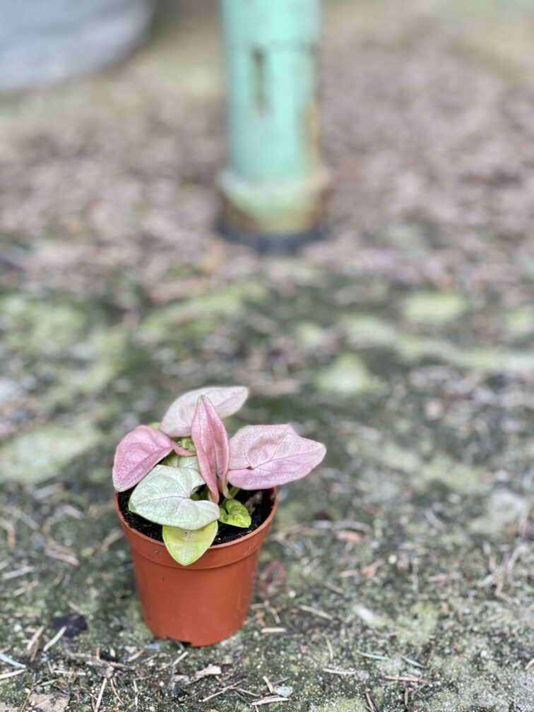 Zdjęcie rośliny Syngonium Neon Robusta, ujęcie 2