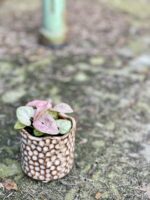 Zdjęcie rośliny Syngonium Neon Robusta, ujęcie 3