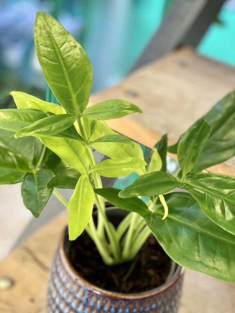 Zdjęcie rośliny Syngonium Podophyllum Trileaf Wonder, ujęcie 2