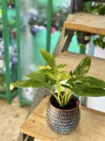 Zdjęcie rośliny Syngonium Podophyllum Trileaf Wonder, ujęcie 3