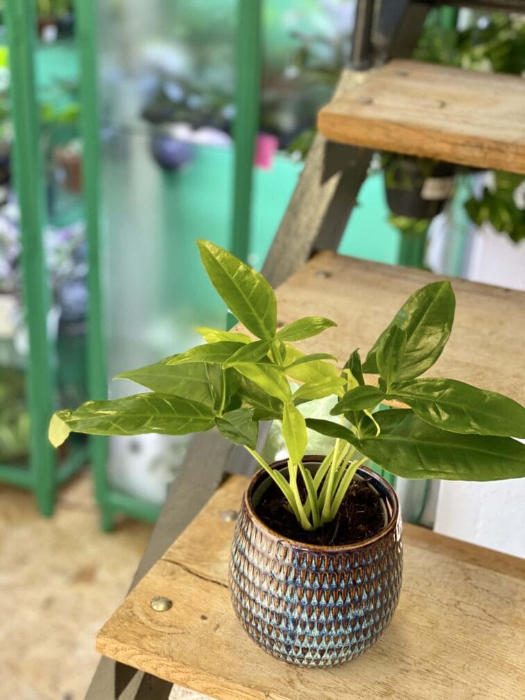 Zdjęcie rośliny Syngonium Podophyllum Trileaf Wonder, ujęcie 3