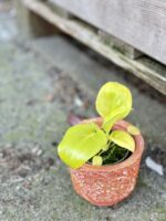 Zdjęcie rośliny Thaumatophyllum bipinnatifidum Gold, ujęcie 3