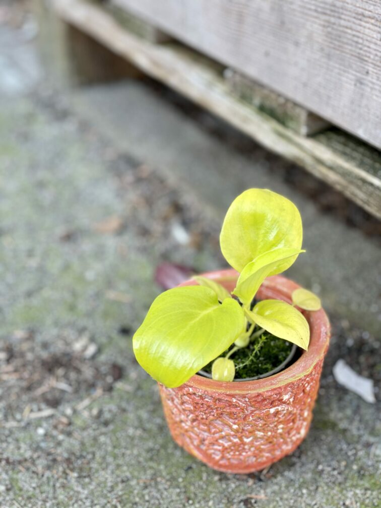Zdjęcie rośliny Thaumatophyllum bipinnatifidum Gold, ujęcie 3