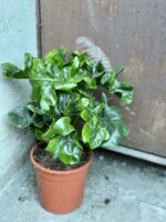 Zdjęcie rośliny Thaumatophyllum Selloum Atom, ujęcie 2