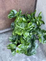 Zdjęcie rośliny Thaumatophyllum Selloum Atom, ujęcie 3
