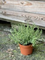 Zdjęcie rośliny Thymus vulgaris (Tymianek), ujęcie 1