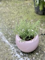 Zdjęcie rośliny Thymus vulgaris (Tymianek), ujęcie 2