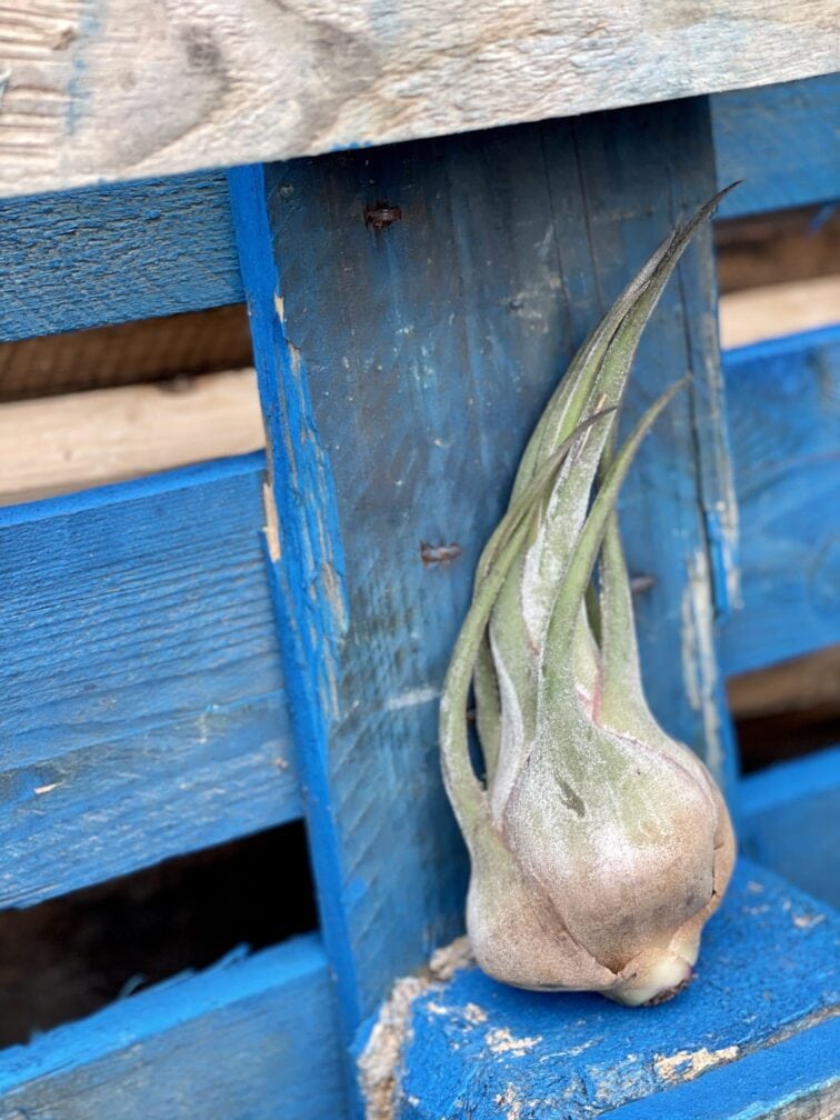 tillandsia-seleriana_10x10-1_1615559676.jpg Zdjęcie rośliny Tillandsia seleriana (oplątwa), ujęcie 1