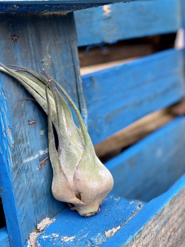 Zdjęcie rośliny Tillandsia seleriana (oplątwa), ujęcie 3