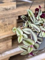 Zdjęcie rośliny Tradescantia Purple (Trzykrotka), ujęcie 2