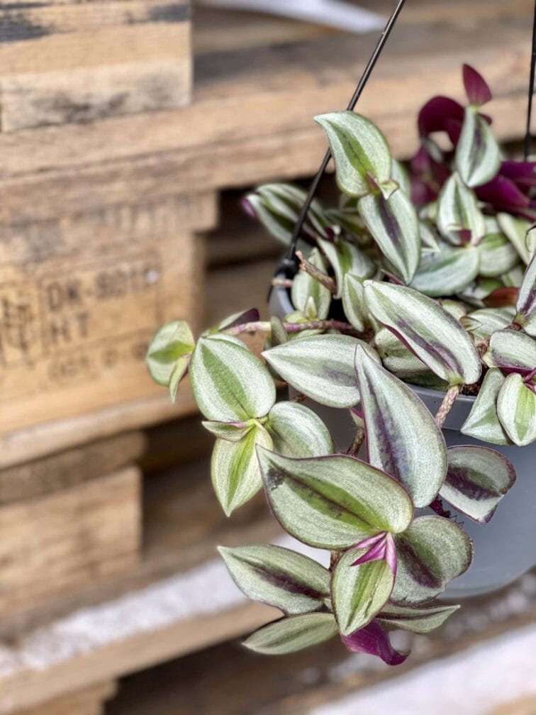 Zdjęcie rośliny Tradescantia Purple (Trzykrotka), ujęcie 2