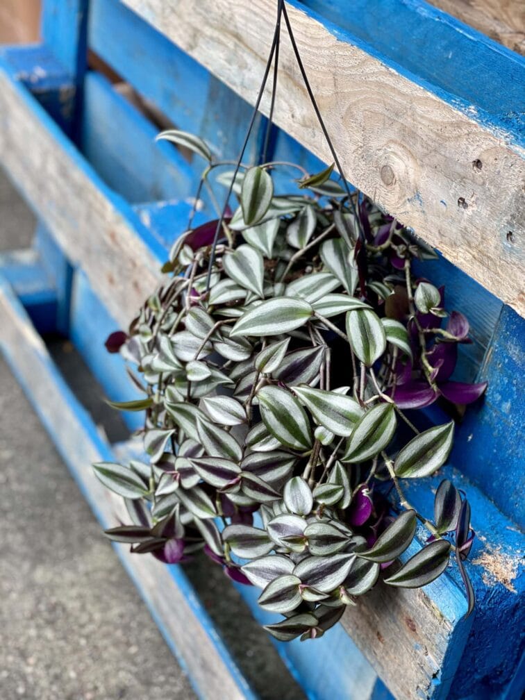 Zdjęcie rośliny Tradescantia Purple (Trzykrotka), ujęcie 1