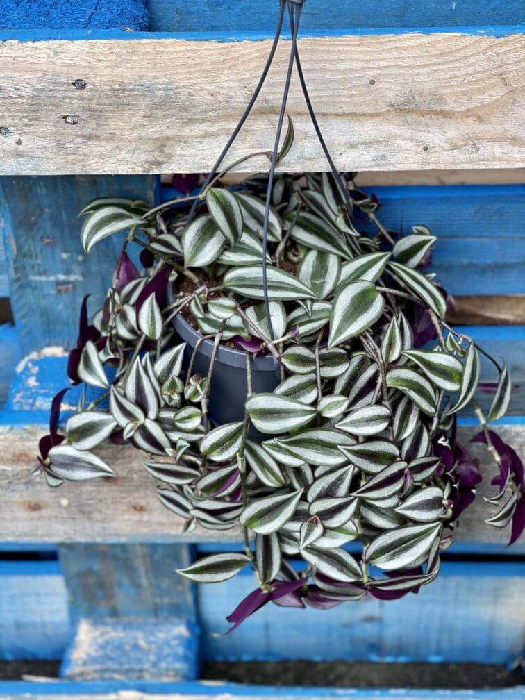 Zdjęcie rośliny Tradescantia Purple (Trzykrotka), ujęcie 2