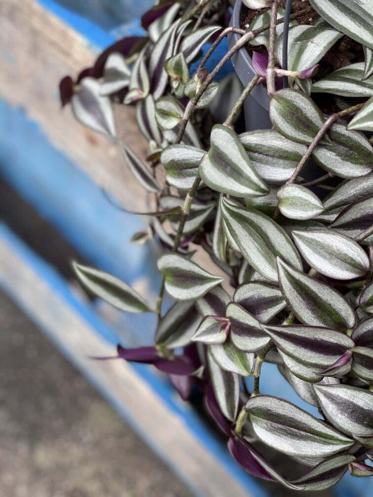 Zdjęcie rośliny Tradescantia Purple (Trzykrotka), ujęcie 3