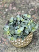 Zdjęcie rośliny Tradescantia Tiama, ujęcie 1