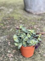 Zdjęcie rośliny Tradescantia Tiama, ujęcie 2