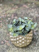 Zdjęcie rośliny Tradescantia Tiama, ujęcie 3