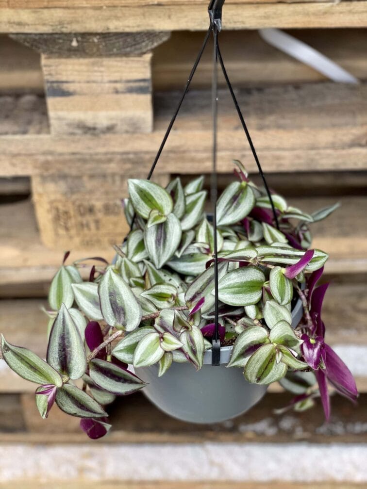 tradescantia-zebrina_17x25-1_1616234649.jpg Zdjęcie rośliny Tradescantia Zebrina, ujęcie 1