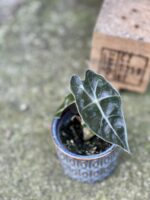Zdjęcie rośliny Alocasia Bambino Arrow, ujęcie 1