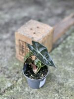 Zdjęcie rośliny Alocasia Bambino Arrow, ujęcie 2