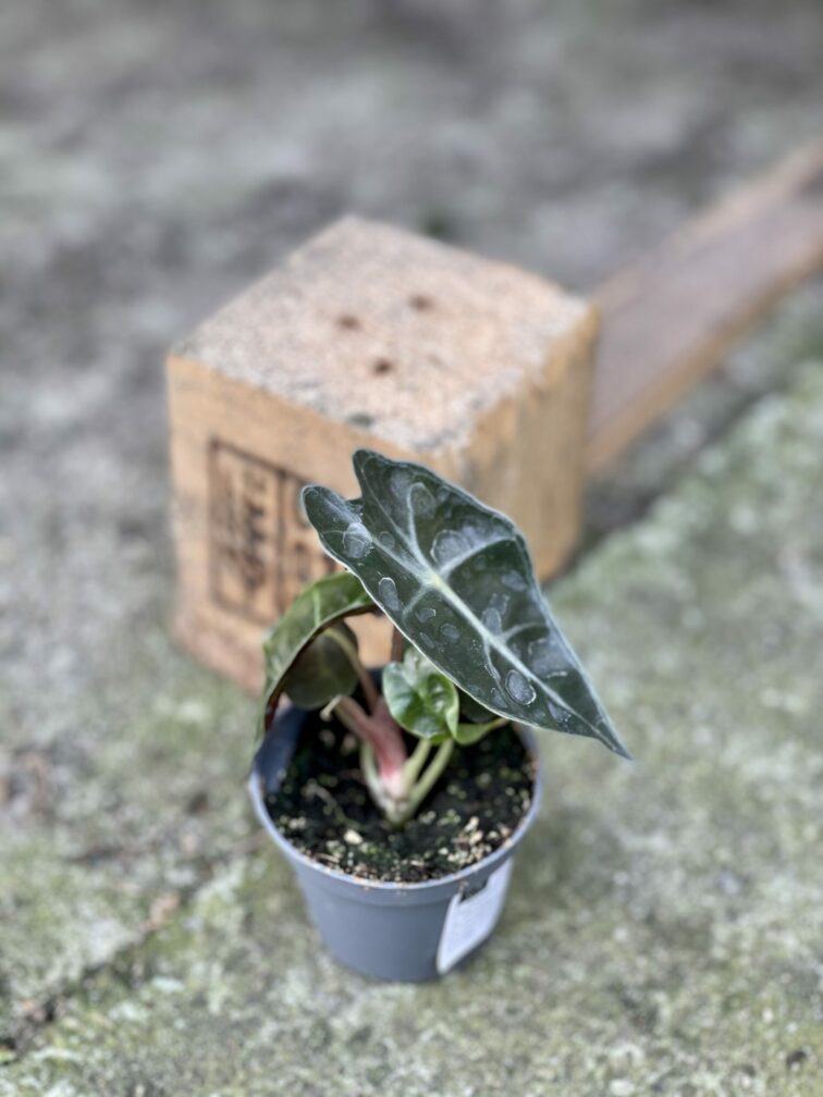 Zdjęcie rośliny Alocasia Bambino Arrow, ujęcie 2