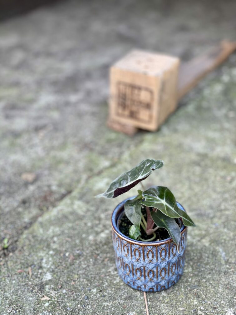 Zdjęcie rośliny Alocasia Bambino Arrow, ujęcie 3