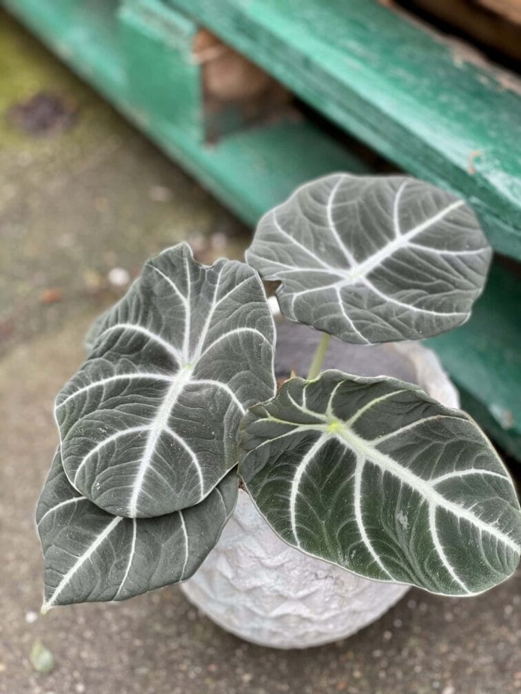 alocasia-black-velvet_10x20-1_1618654920.jpg Zdjęcie rośliny Alocasia Black Velvet, ujęcie 1