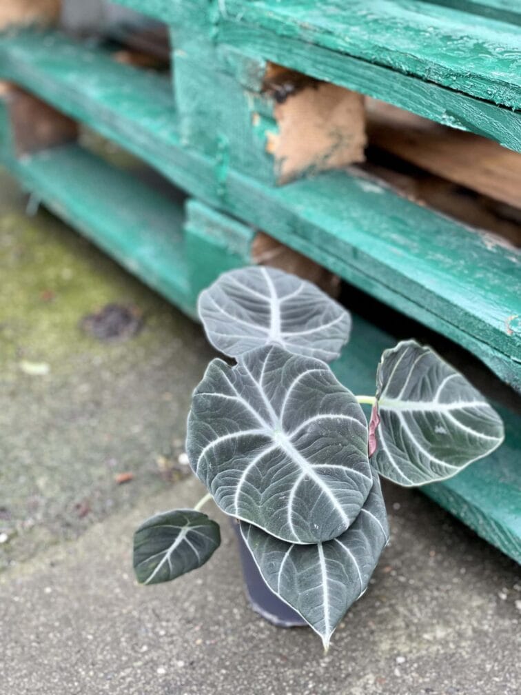 Zdjęcie rośliny Alocasia Black Velvet, ujęcie 2