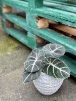 Zdjęcie rośliny Alocasia Black Velvet, ujęcie 3
