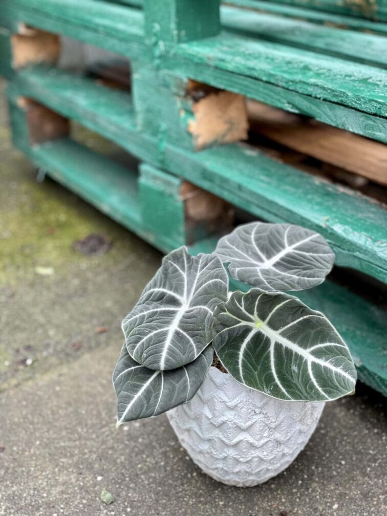 Zdjęcie rośliny Alocasia Black Velvet, ujęcie 3
