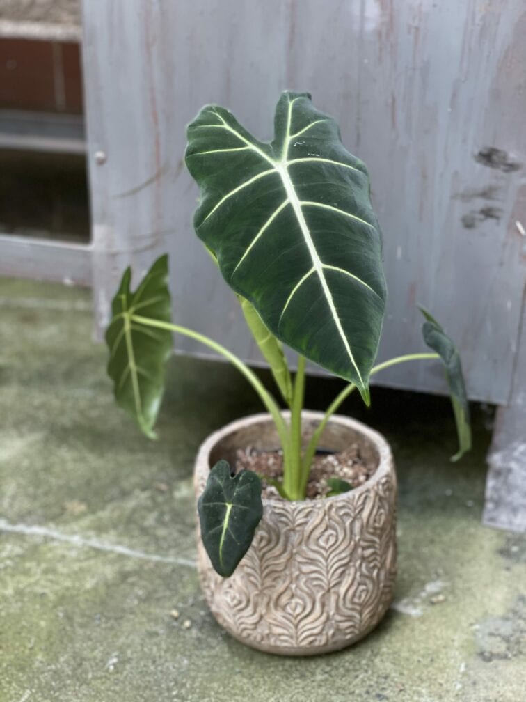 Zdjęcie rośliny Alocasia micholitziana "Frydek", ujęcie 1