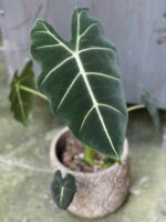 Zdjęcie rośliny Alocasia micholitziana "Frydek", ujęcie 2