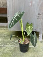 Zdjęcie rośliny Alocasia micholitziana "Frydek", ujęcie 3