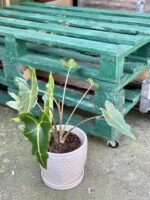 Zdjęcie rośliny Alocasia Sarian, ujęcie 1