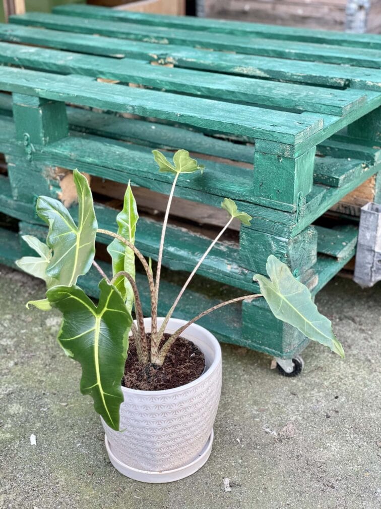 Zdjęcie rośliny Alocasia Sarian, ujęcie 1