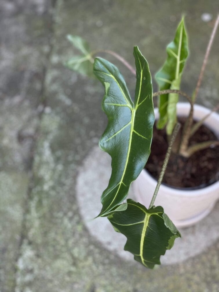 Zdjęcie rośliny Alocasia Sarian, ujęcie 2